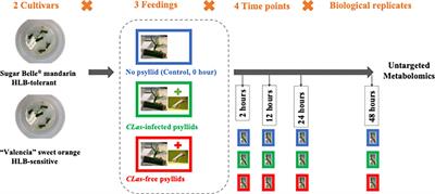 Identifying the earliest citrus responses to Candidatus Liberibacter asiaticus infection: a temporal metabolomics study